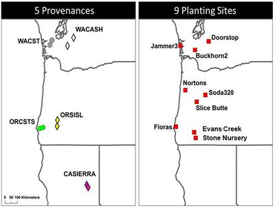 Site and provenance interact to influence seasonal diameter growth of Pseudotsuga menziesii